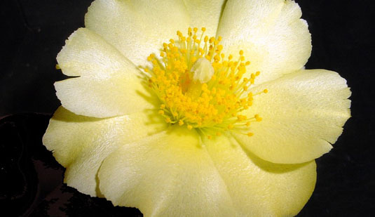 FLORA DE LA PENINSULA DE YUCATAN flora de la peninsula de yucatan: