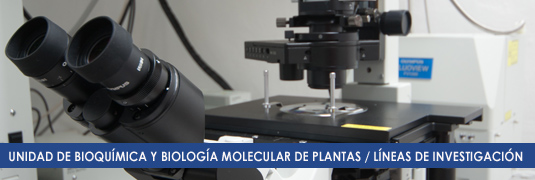 LINEAS DE INVESTIGACION