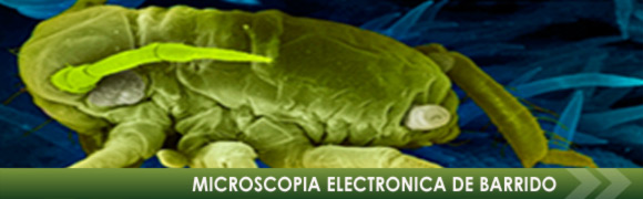 MICROSCOPIO