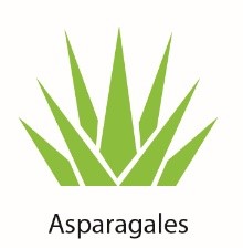 Asparagales