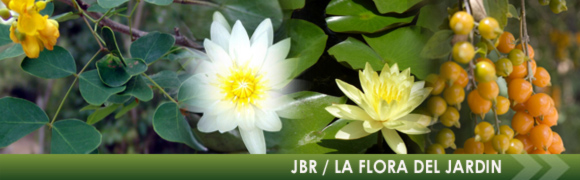 La Flora del Jardin