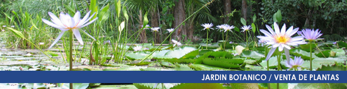 Venta de Plantas