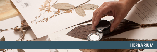 HERBARIUM