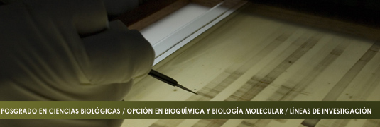 LINEAS DE INVESTIGACION