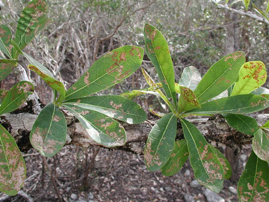 VEGETACION DE LA PENINSULA DE YUCATAN vegetacion de la peninsula de yucatan: