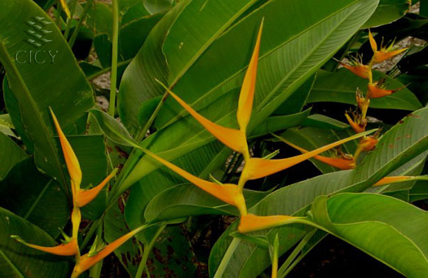 http://www.cicy.mx/sitios/Flora%20Digital/EspeciesImgs/Angiospermas/Monocotiledoneas/HELICONIACEAE/HELICONIA/latispatha0.jpg