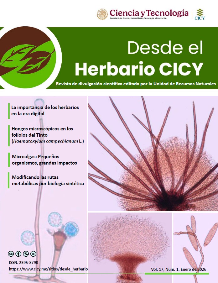 Desde el Herbario Enero 2026