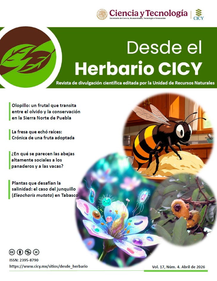 Desde el Herbario Abril 2026