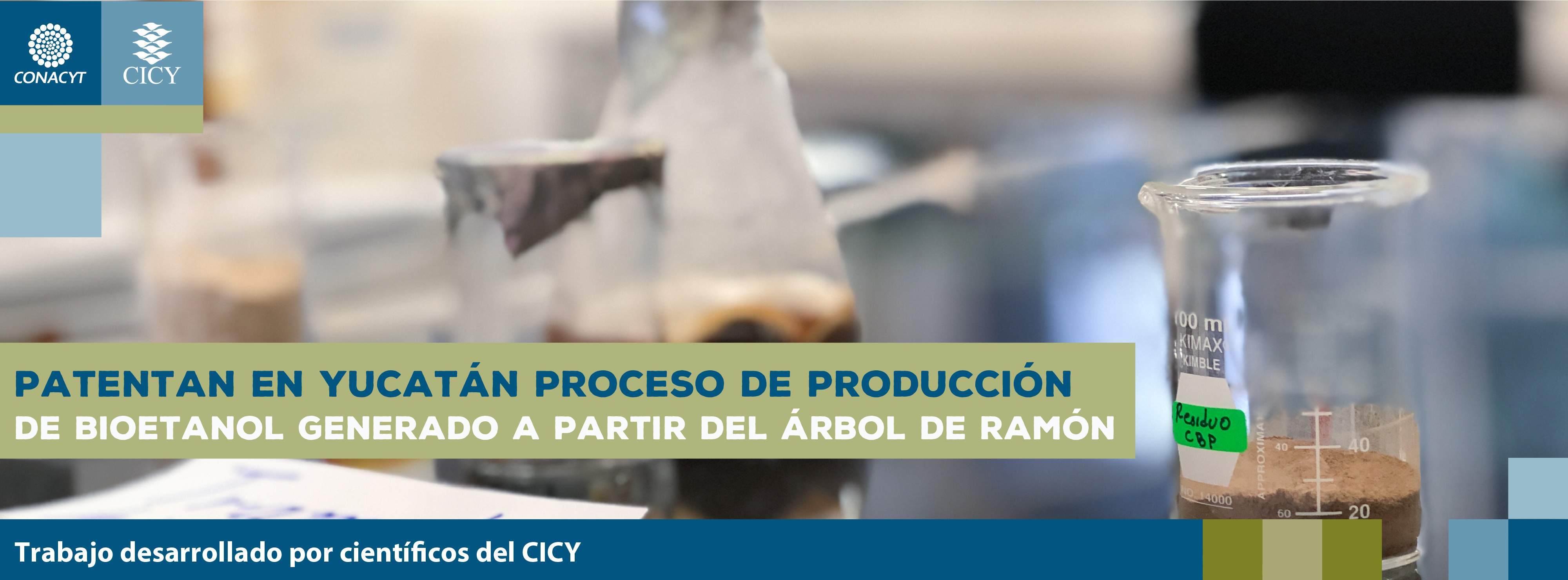 Patentan en Yucatán proceso de producción de bioetanol generado a partir del árbol de ramón