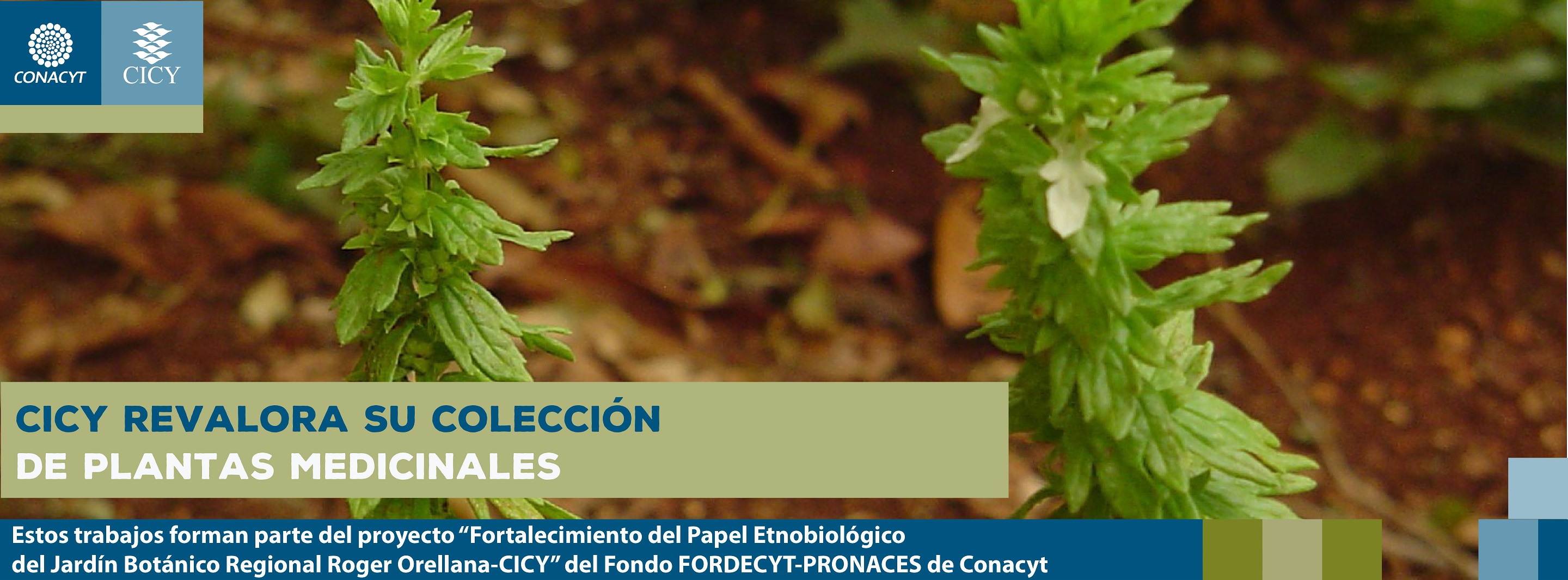 CICY revalora su colección de plantas medicinales