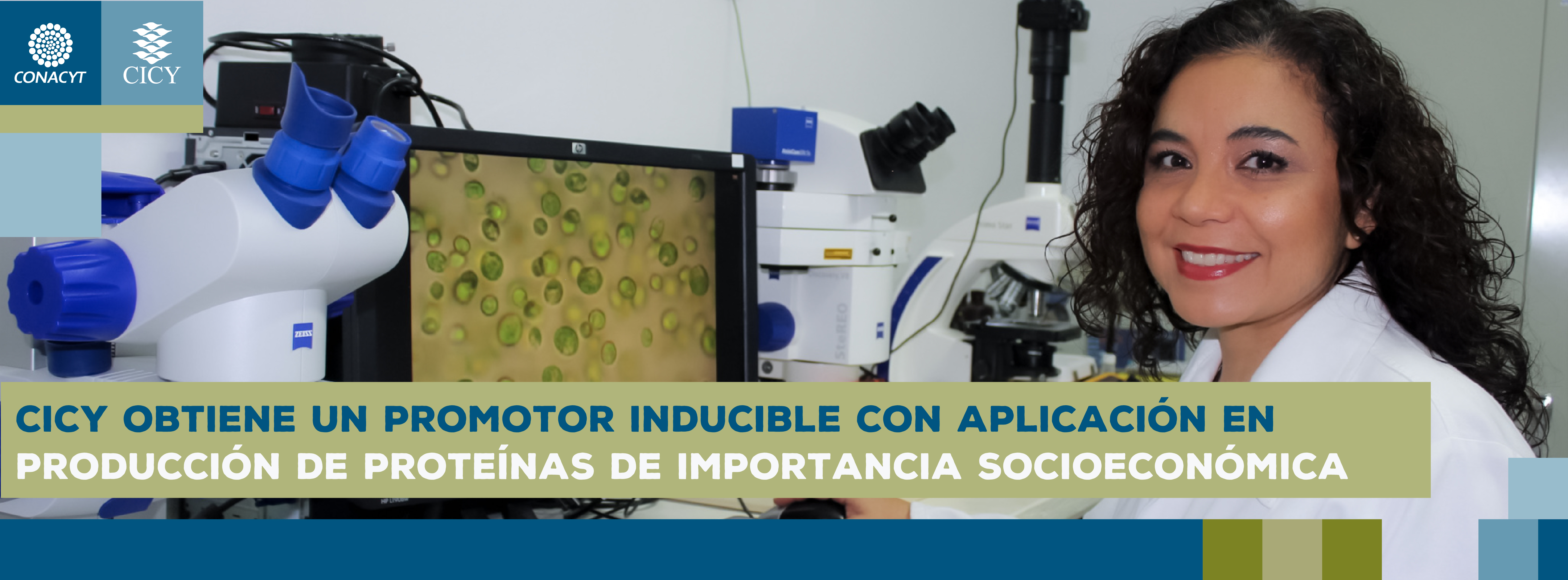 CICY obtiene un promotor inducible con aplicación en la producción de proteínas de importancia socioeconómica