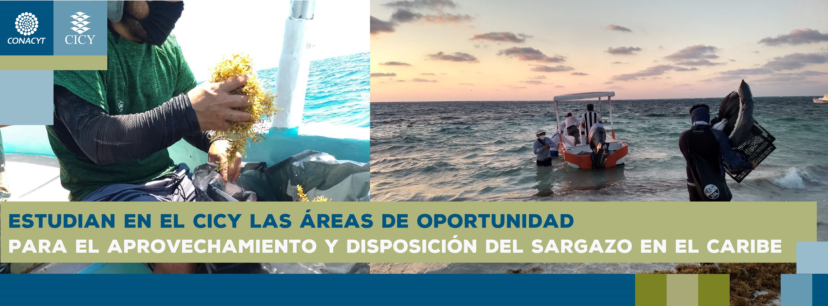 Estudian en el CICY las áreas de oportunidad para el aprovechamiento y disposición del sargazo en el Caribe