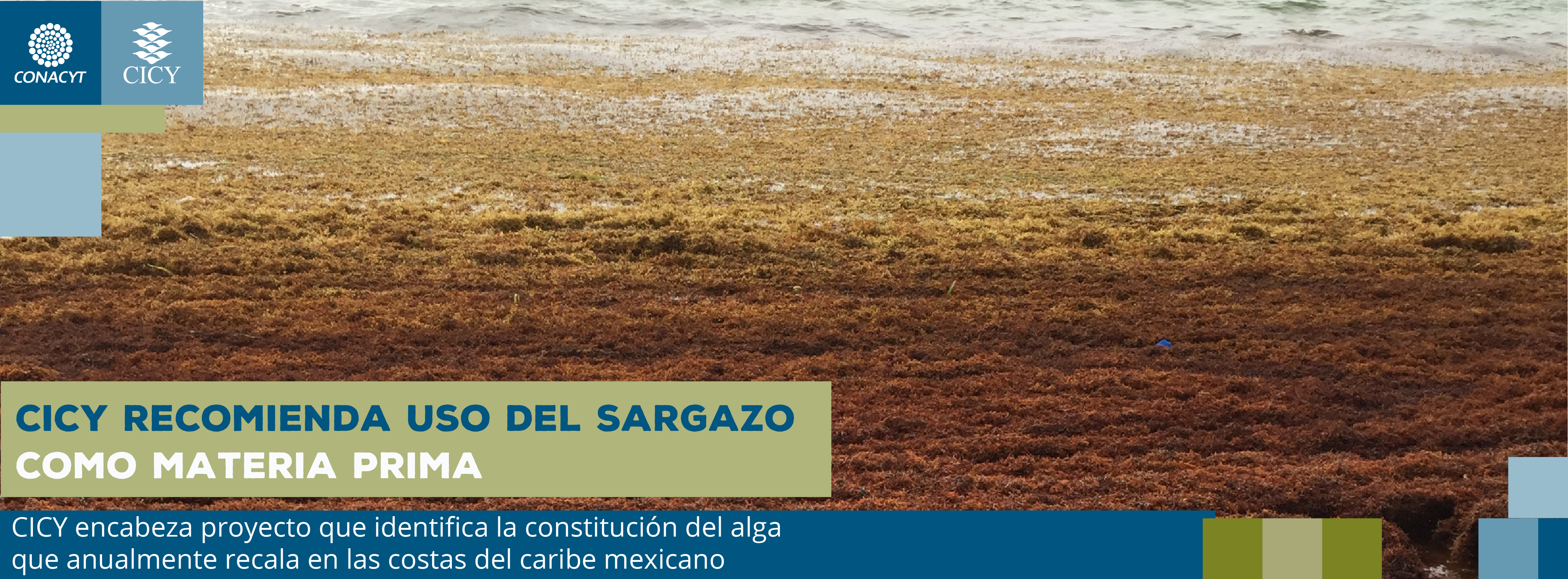 CICY recomienda uso del sargazo como materia prima
