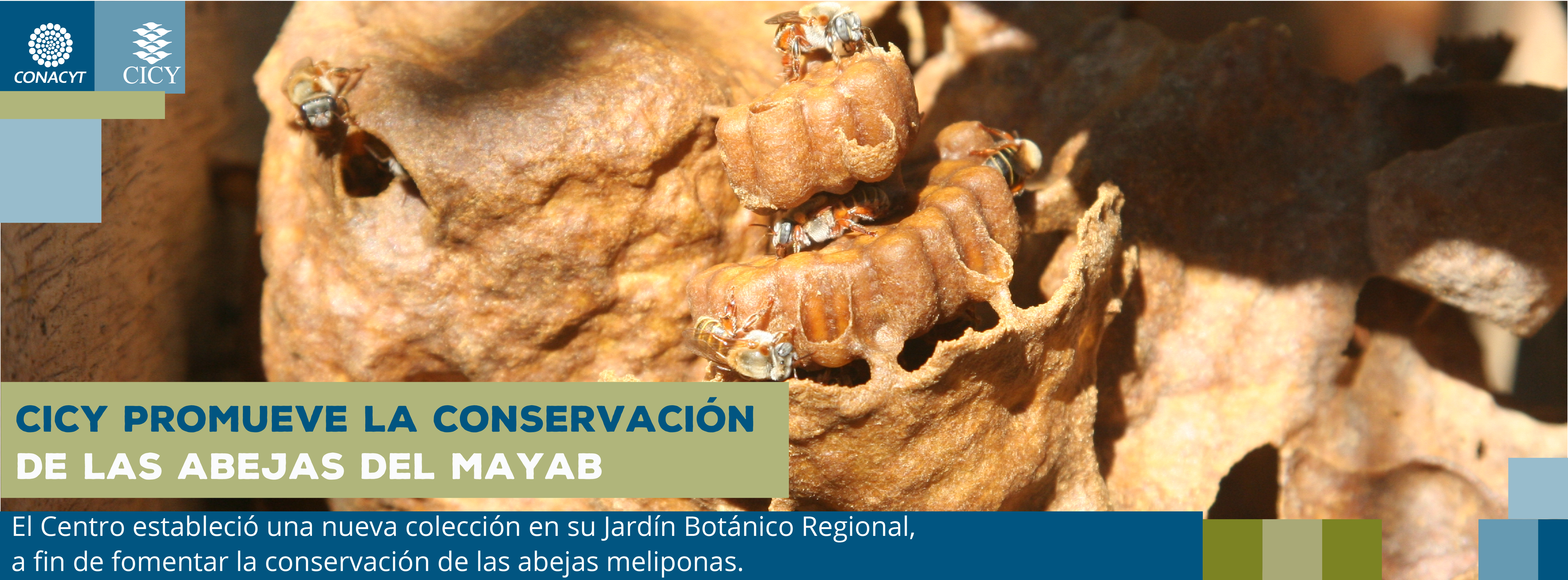 CICY promueve la conservación de las abejas del mayab