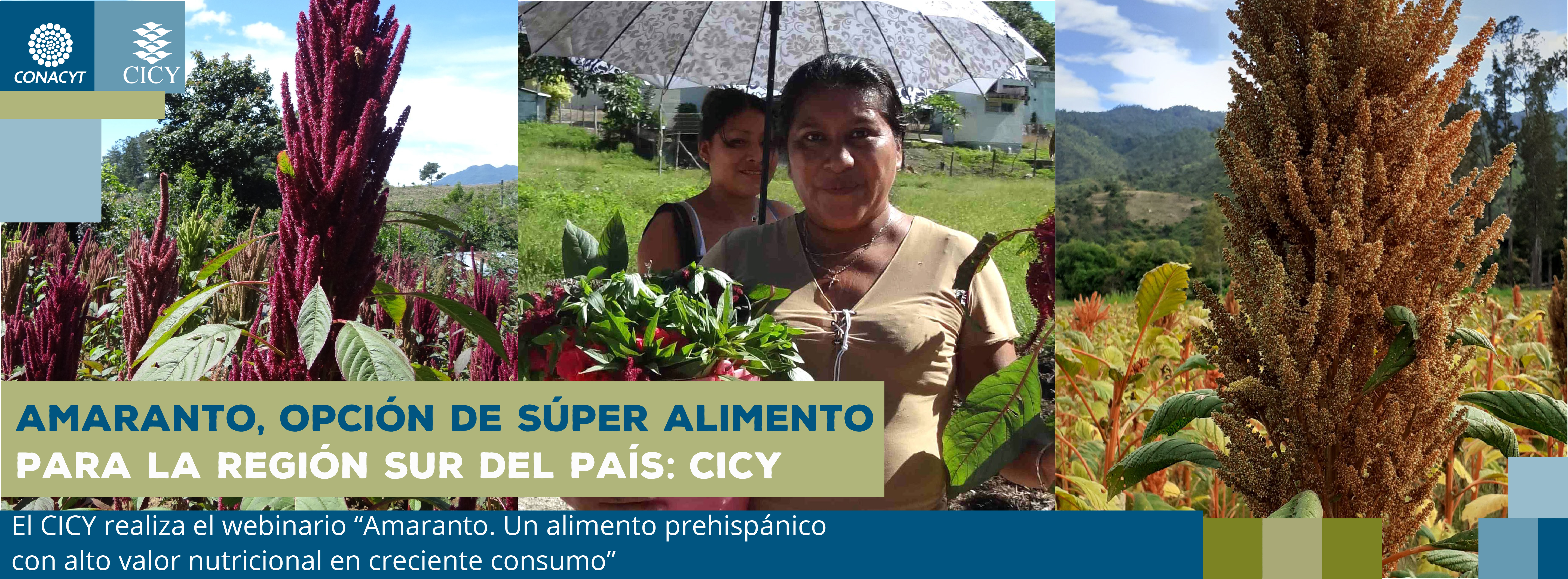 Amaranto, opción de súper alimento para la región sur del país: CICY