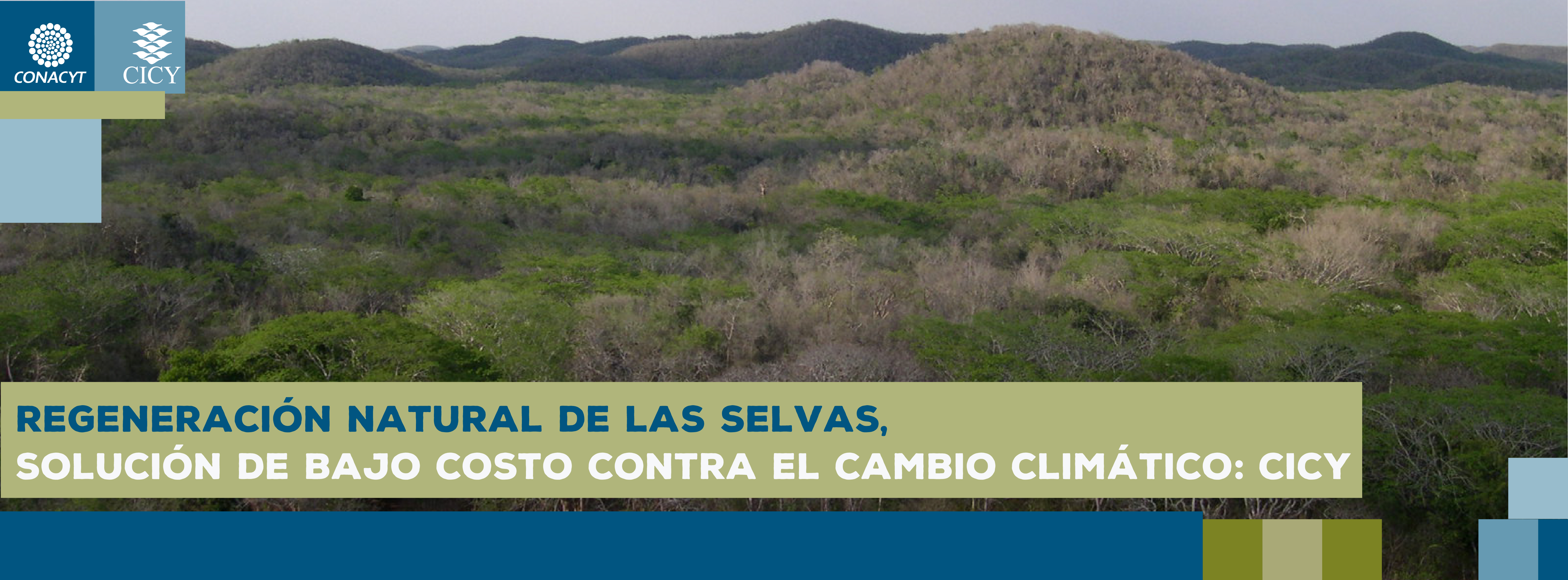 Regeneración natural de selvas, solución de bajo costo contra el cambio climático: CICY