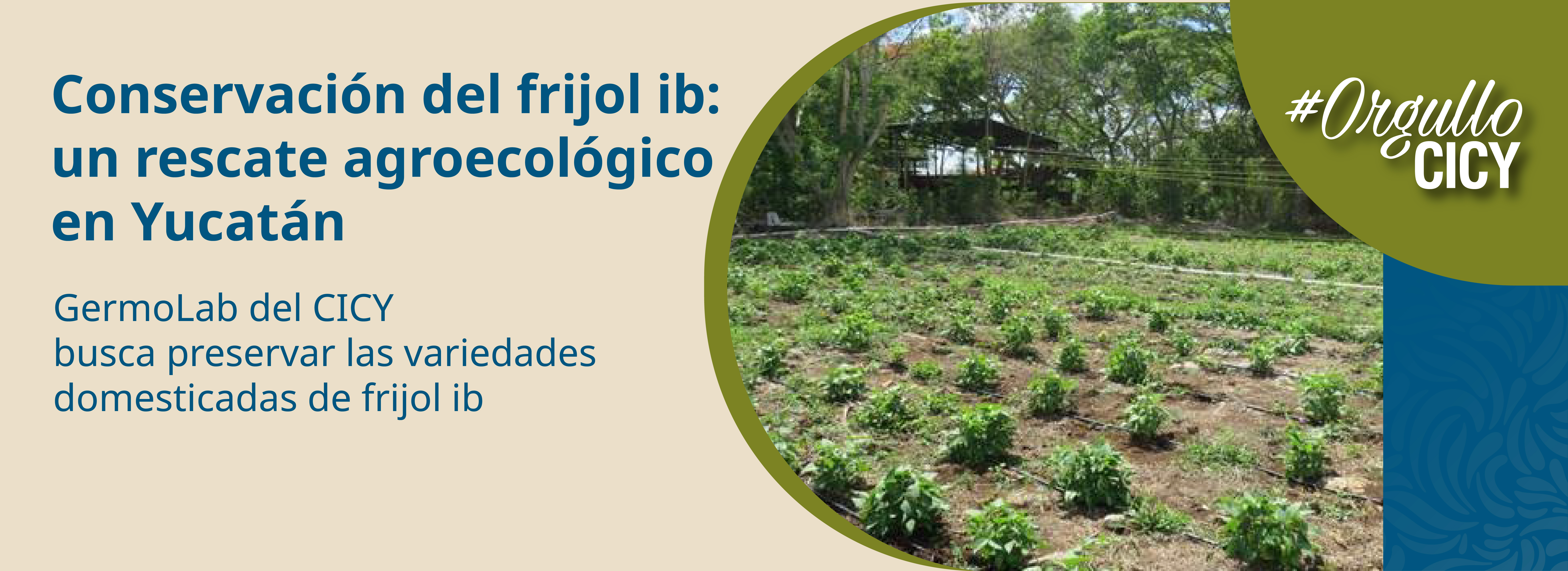 2025_06_12_Frijol-Ib