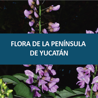 Flora de la Península de Yucatán