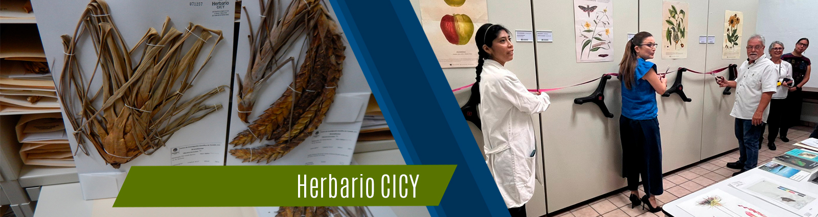 Herbario CICY