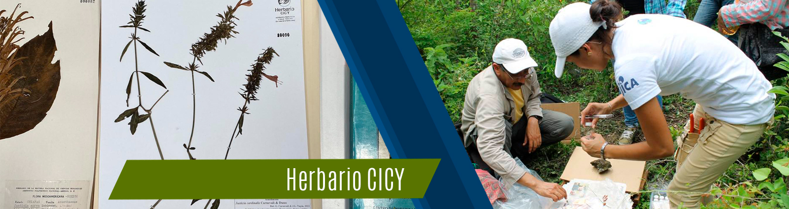 Herbario CICY