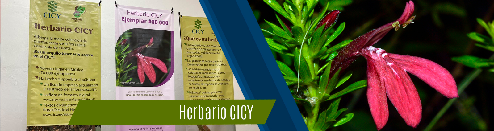 Herbario CICY