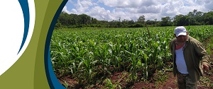 Milpa maya