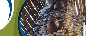 Milpa maya