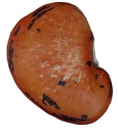 Red LUNATUS