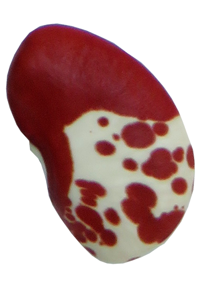 Red LUNATUS