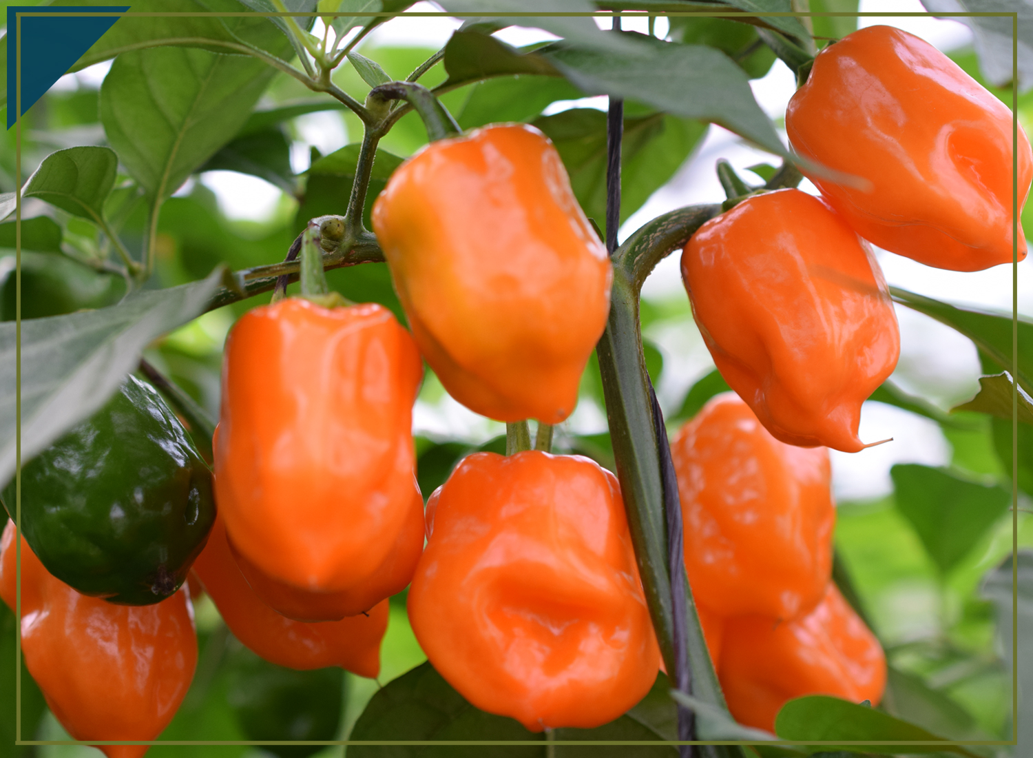 Iik-habanero