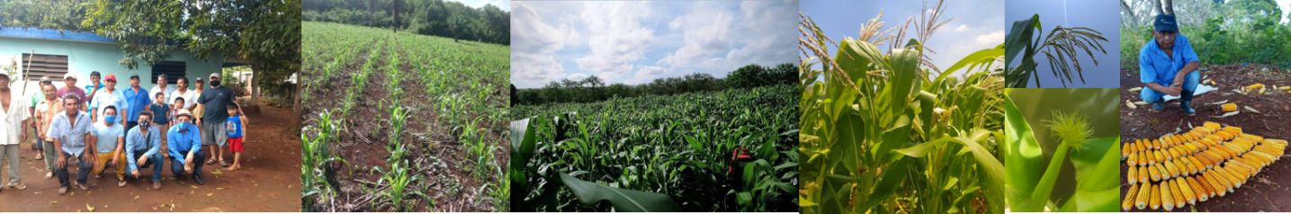 Estrategia integral para impulsar la milpa maya en Yucatán