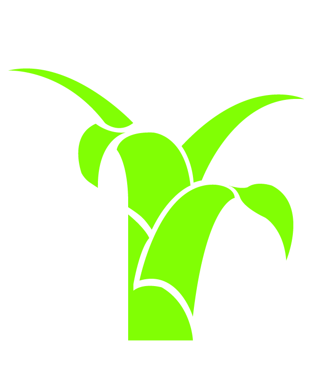 Bromelias
