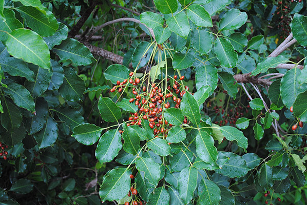 Flora: Península de Yucatán