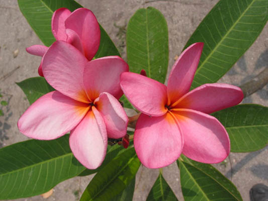 Flora: Península de Yucatán Flora: Península de Yucatán