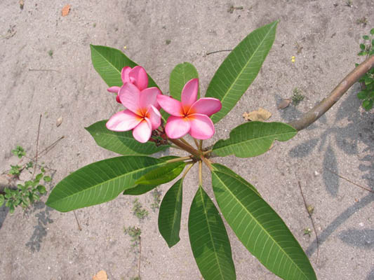 Flora: Península de Yucatán