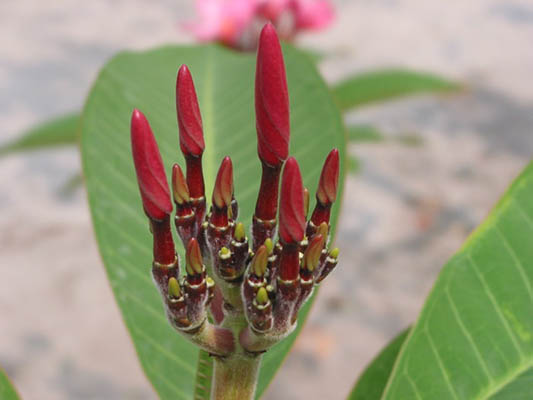 Flora: Península de Yucatán Flora: Península de Yucatán