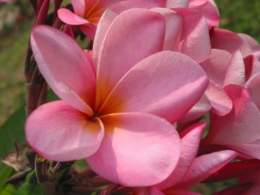 Flora: Península de Yucatán Flora: Península de Yucatán