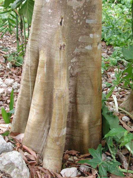 taxón brosimum alicastrum sw ssp alicastrum