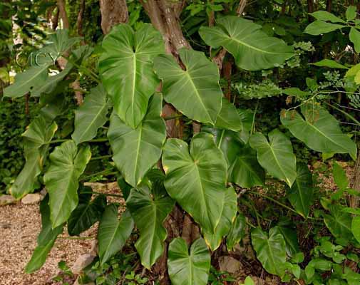 passion fruit plants Superior Hardy Passionfruit Vine Plant Bundles