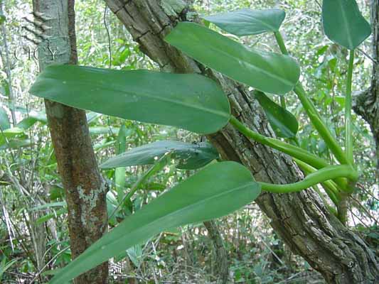 Flora: Pennsula de Yucatn