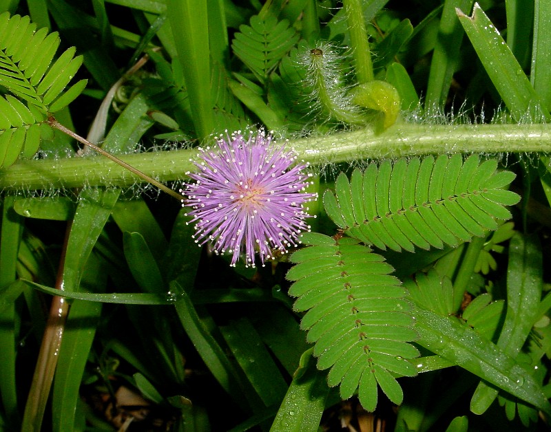 Flora: Península de Yucatán