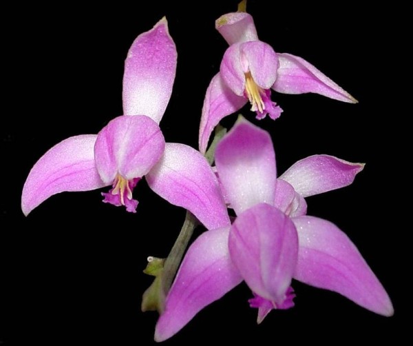 Flora: Península de Yucatán