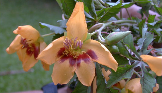 Flora: Península de Yucatán Flora: Península de Yucatán